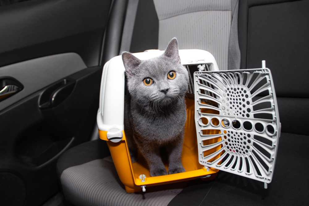 How to Travel Safely With Your Cat